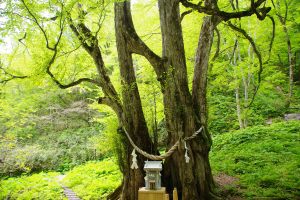 縁桂（えんかつら）森林公園